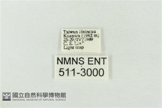 連珠波紋蛾藏品圖，第3張