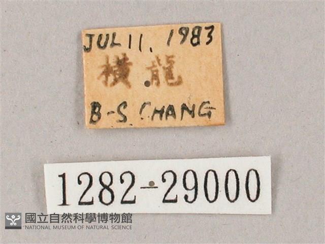 綠背斜紋天蛾藏品圖，第3張