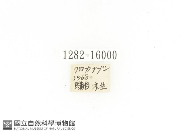 臺灣黑騷金龜藏品圖，第2張