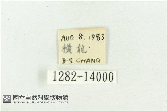 紅暈散紋夜蛾藏品圖，第3張