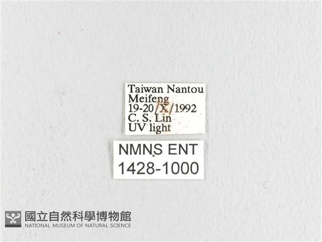 波紋枯葉蛾藏品圖，第3張