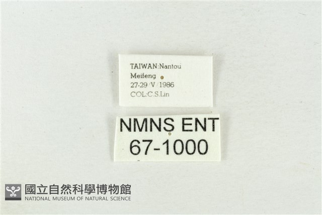 印華波紋蛾藏品圖，第3張