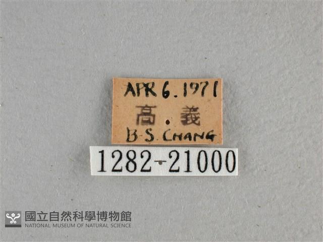 黃星弄蝶藏品圖，第3張