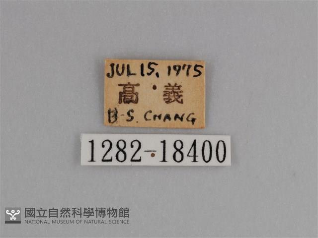 豔粉蝶藏品圖，第3張