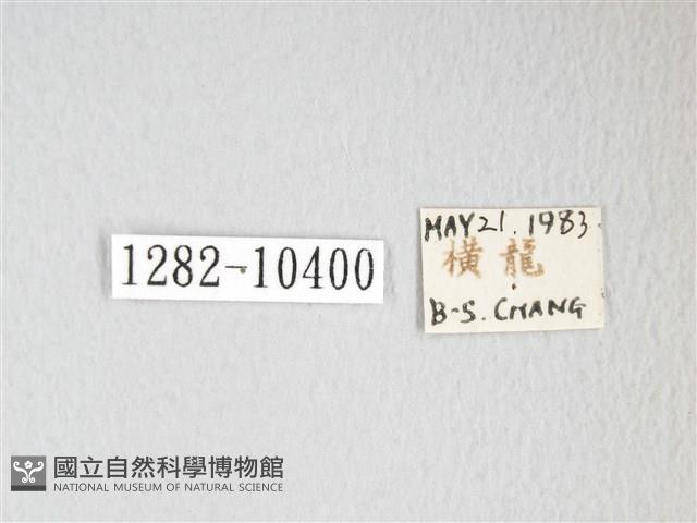 圓翅大鉤蛾藏品圖，第3張