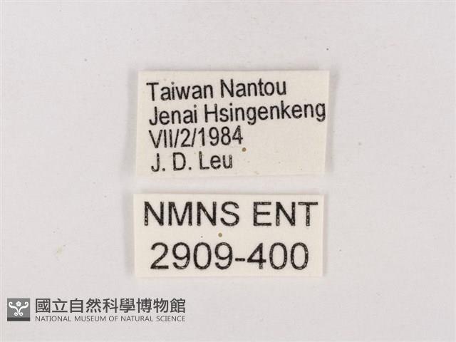 碧翠灰蝶藏品圖，第3張