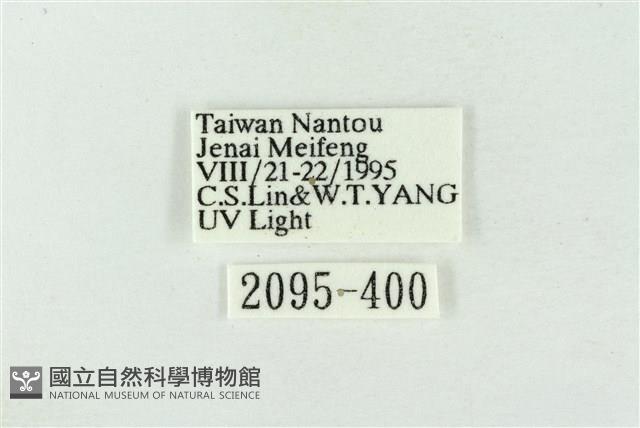 臺洒波紋蛾藏品圖，第3張