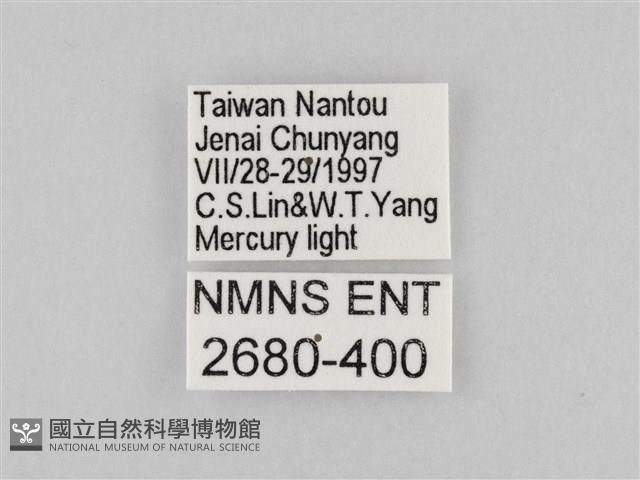 長斑擬燈蛾藏品圖，第3張