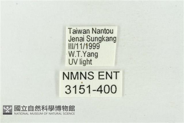 素木氏美波紋蛾藏品圖，第3張