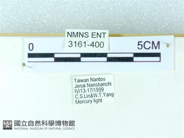 粉蝶燈蛾藏品圖，第3張