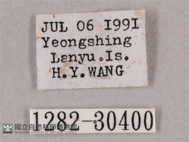 背帶斜紋天蛾藏品圖，第3張