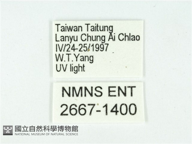 叉紋閃舞蛾藏品圖，第3張