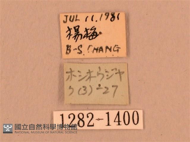 叉帶長喙天蛾藏品圖，第3張