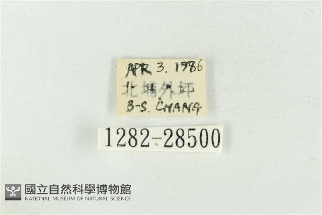 印華波紋蛾藏品圖，第3張