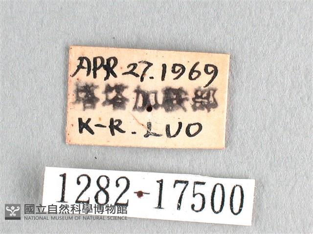 劍鳳蝶藏品圖，第3張