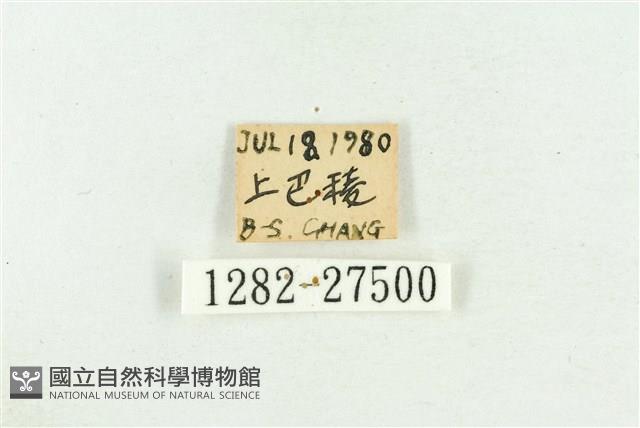 高砂燕灰蝶藏品圖，第3張