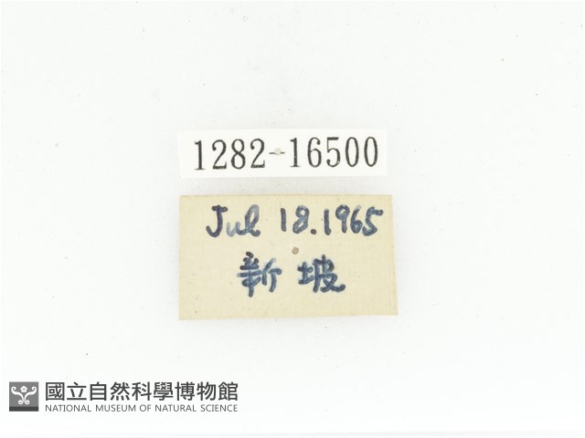 臺灣白條金龜藏品圖，第2張