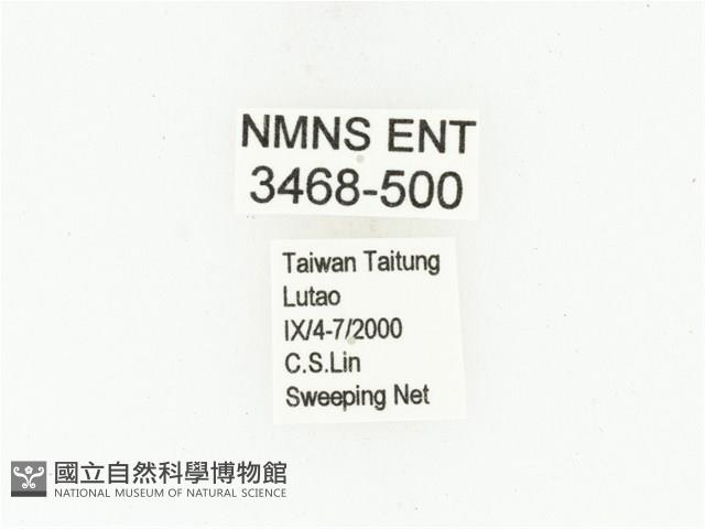 藍艷白點花金龜藏品圖，第2張