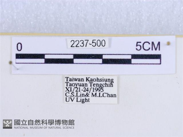 閃光苔蛾藏品圖，第3張