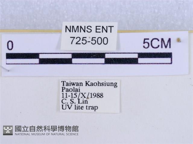 後凸蝶燈蛾藏品圖，第3張