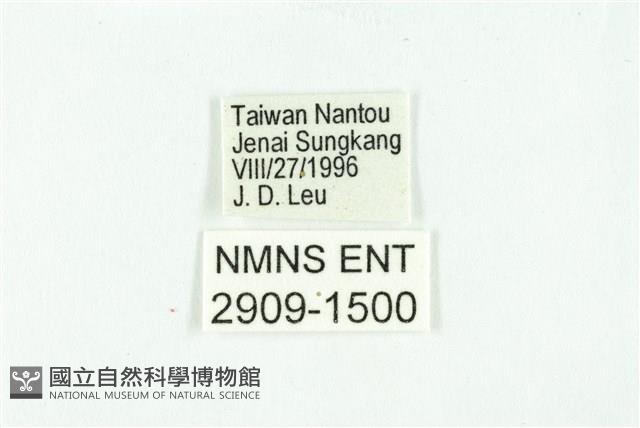 黃斑弄蝶藏品圖，第3張