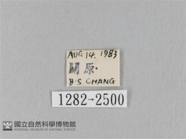 褐斜帶枯葉蛾藏品圖，第3張