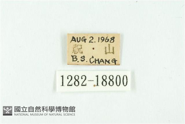 白雀斑灰蝶藏品圖，第3張
