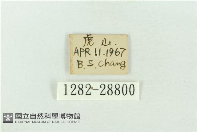 連珠波紋蛾藏品圖，第3張