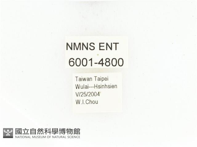 臺灣白條金龜藏品圖，第2張