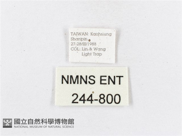 蓬萊茶斑蛾藏品圖，第3張
