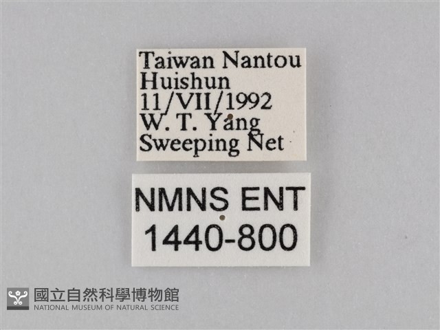 密紋波眼蝶藏品圖，第3張