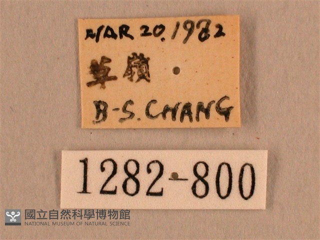 背線天蛾藏品圖，第3張