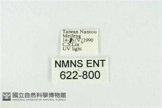 寬紋黃毒蛾藏品圖，第3張