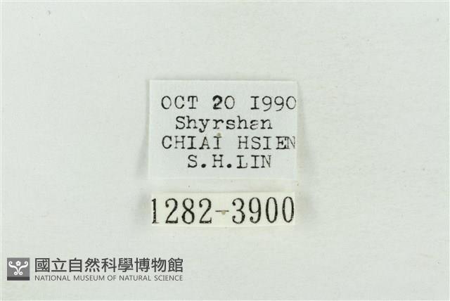 寬帶波紋蛾藏品圖，第3張