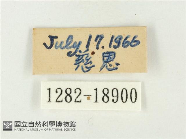 青雀斑灰蝶藏品圖，第3張