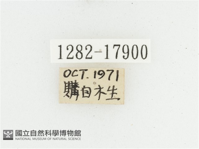 黑虎斑花金龜藏品圖，第2張