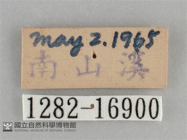 黯眼蛺蝶藏品圖，第3張
