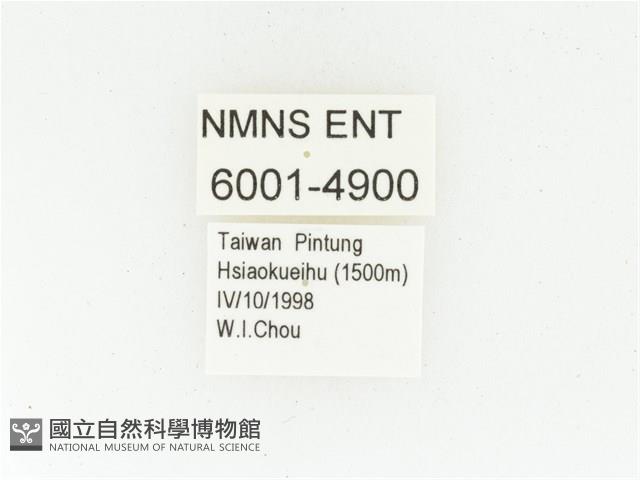 黑斑陷紋金龜藏品圖，第2張