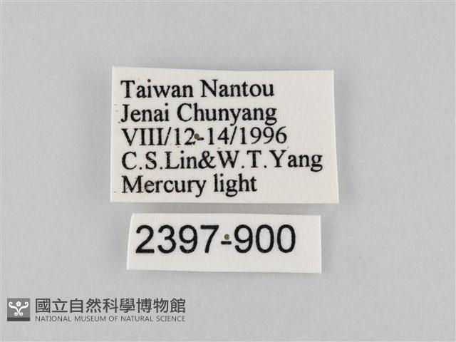 橙擬燈蛾藏品圖，第3張