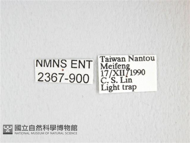 綠目天蠶蛾藏品圖，第3張