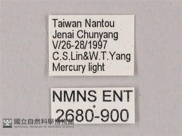 粗斜紋天蛾藏品圖，第3張