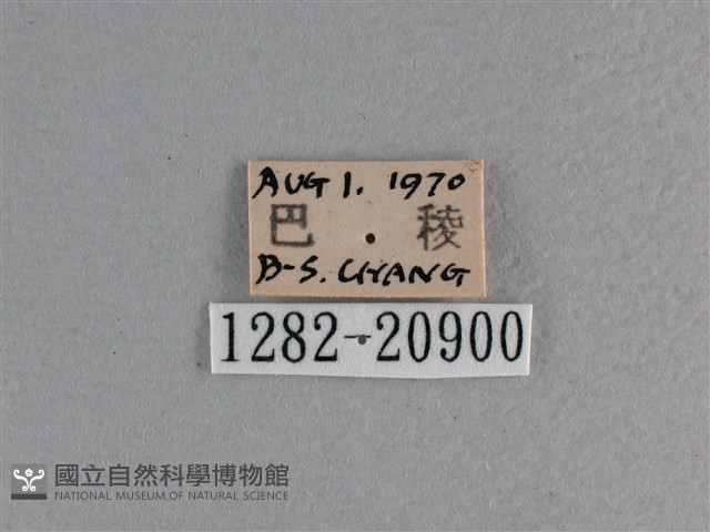 黃星弄蝶藏品圖，第3張