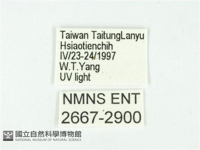 叉紋閃舞蛾藏品圖，第3張