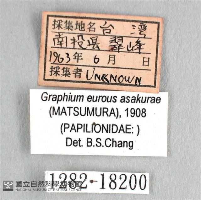 劍鳳蝶藏品圖，第3張