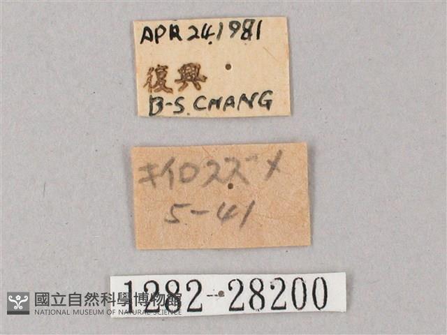 綠背斜紋天蛾藏品圖，第3張