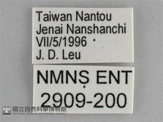 黯眼蛺蝶藏品圖，第3張