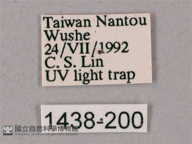 榆綠天蛾藏品圖，第3張