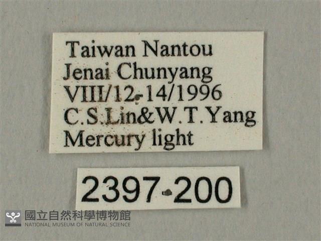 臀角斑天蛾藏品圖，第3張