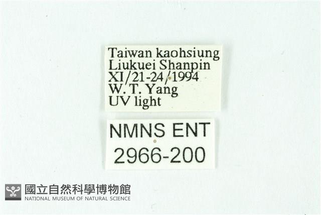 三條橙燈蛾藏品圖，第3張