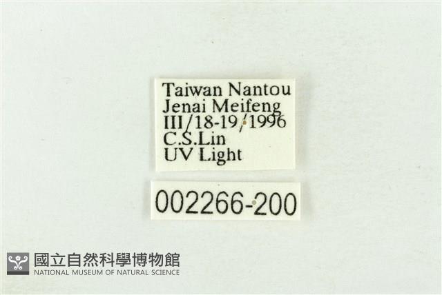 棍棒污燈蛾藏品圖，第3張